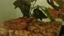 foosa basking