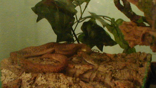 foosa basking