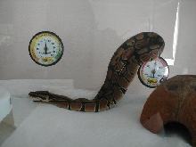 Apophis Ball Python 6 months