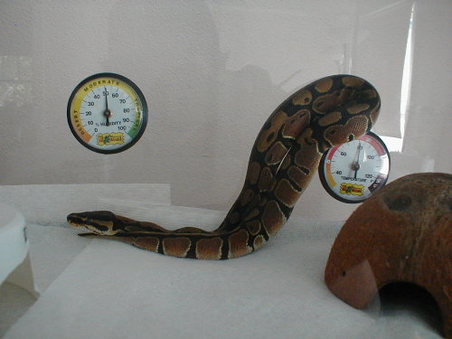 Apophis Ball Python 6 months