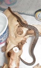 Spotted Python, Ulanji 18wks
