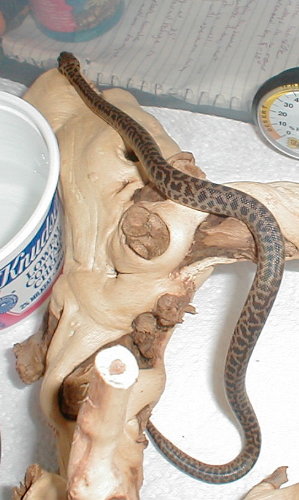 Spotted Python, Ulanji 18wks