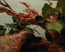 savu python