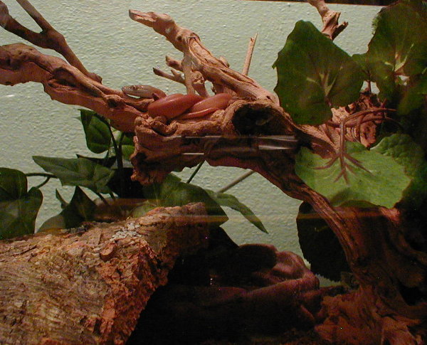savu python
