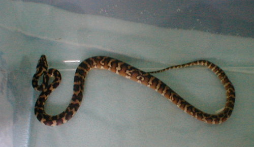 Riddick Irian Jaya Carpet Python 7months