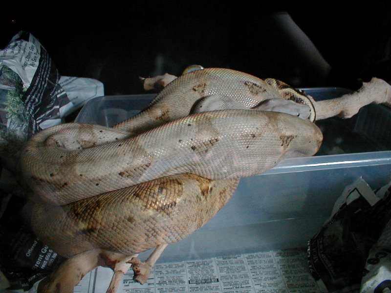 Hogg island boa 22months old