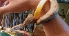 Hogg Island Boa, Quey 6mos