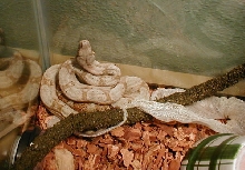 Quey Hogg Island Boa 6months