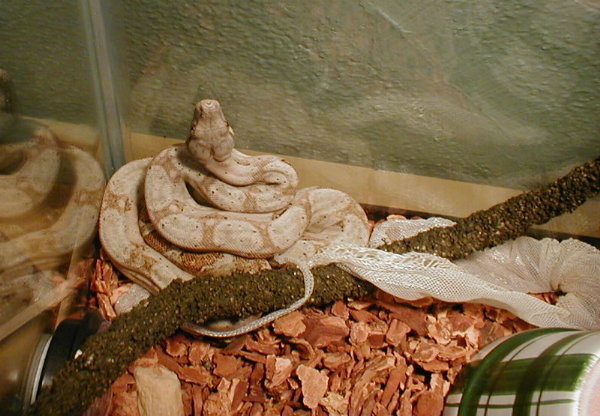 Quey Hogg Island Boa 6months