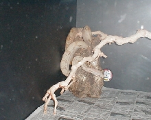 Hogg Island Boa,Quey 1yr