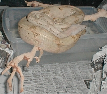 hog island boa light