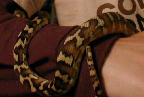 IJCP riddick after shed