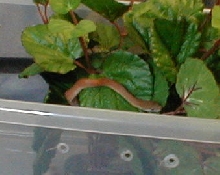 New Savu Python
