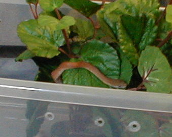 New Savu Python