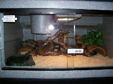 Royal Python Cage