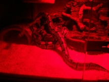 Royal Python Cage