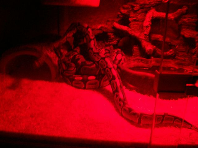 Royal Python Cage