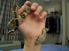 Female Red Tail Boa