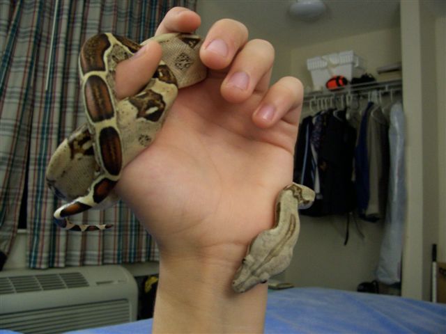 Female Red Tail Boa