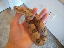 Female Red Tail Boa