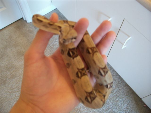 Female Red Tail Boa