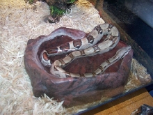 Female Red Tail Boa