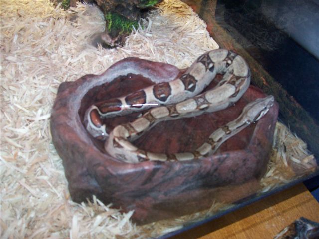 Female Red Tail Boa