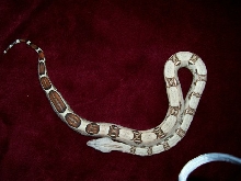 Female Red Tail Boa