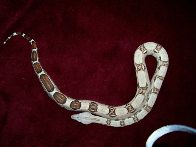Female Red Tail Boa