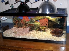 Red Tail Boa Cage