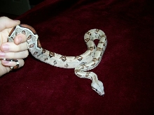 Female Red Tail Boa