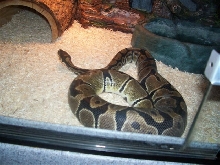 Male Royal Python
