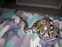 Male Royal Python