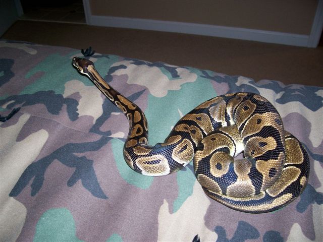 Male Royal Python