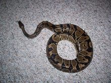 Male Royal Python