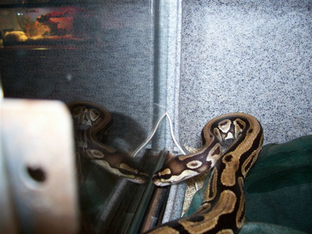Female Royal Python