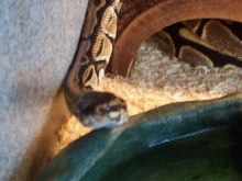Female Royal Python