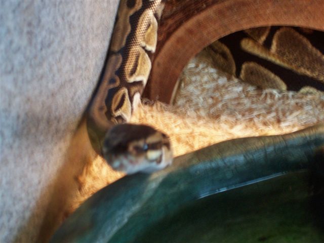 Female Royal Python