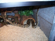 Female Royal Python