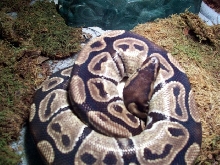 Female With Eggs