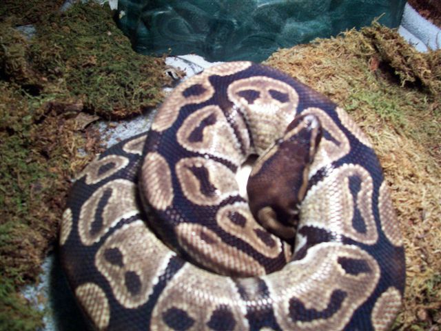Female With Eggs