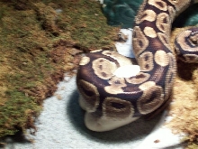 Royal Python Eggs