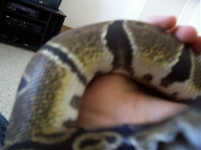 Yellow Scales