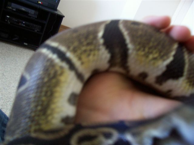 Yellow Scales