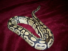 Big Female
