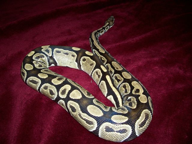 Big Female