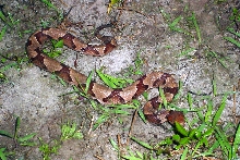 copperhead