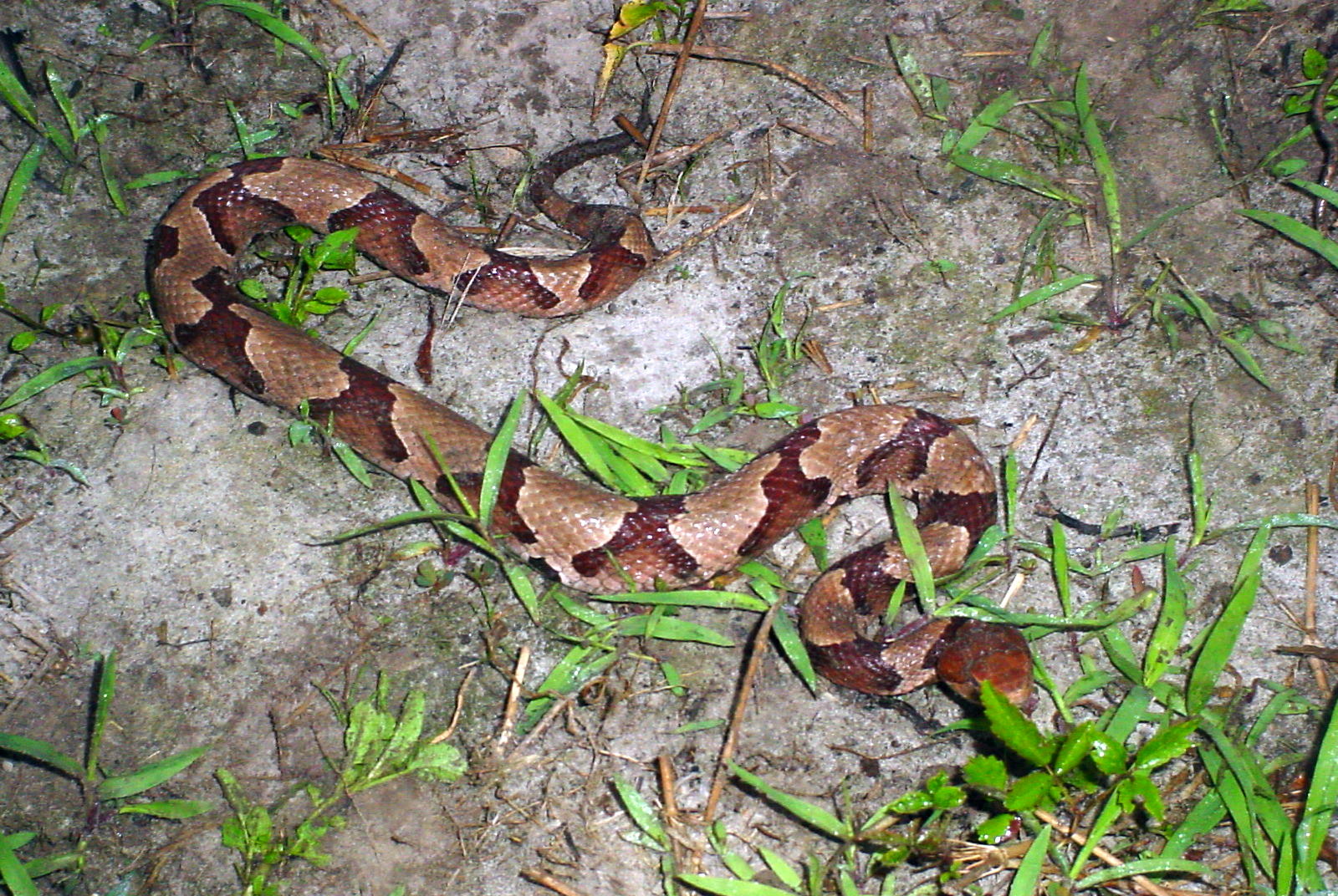 copperhead