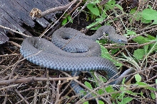 Black racer
