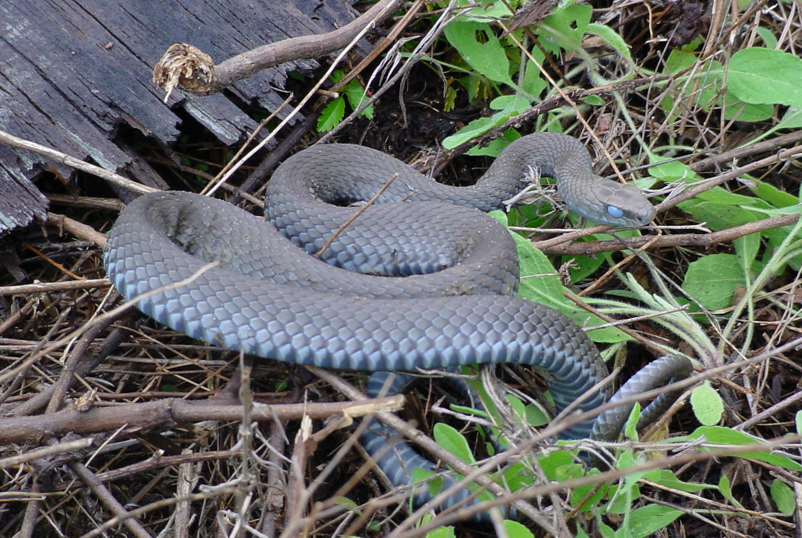 Black racer